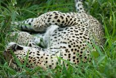 leopard (19 von 60).jpg